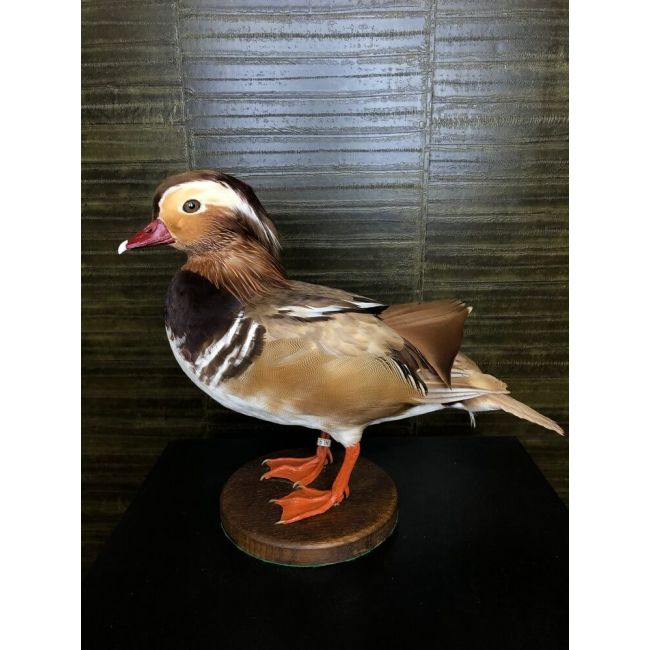 0227 Mandarin-Ente