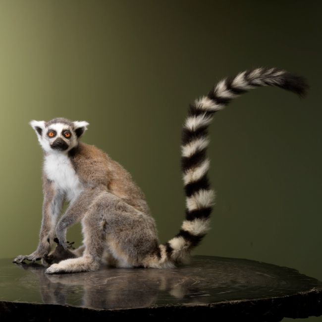 1630 Ringschwanzlemur