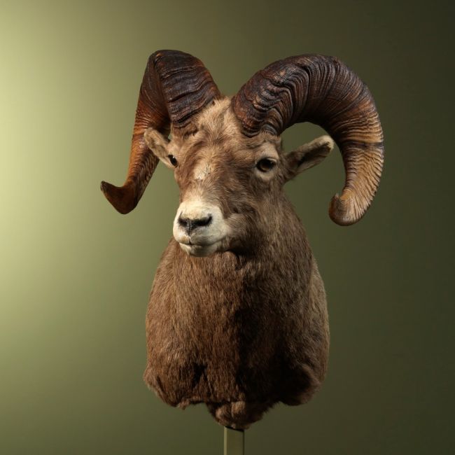 1758 Bighorn