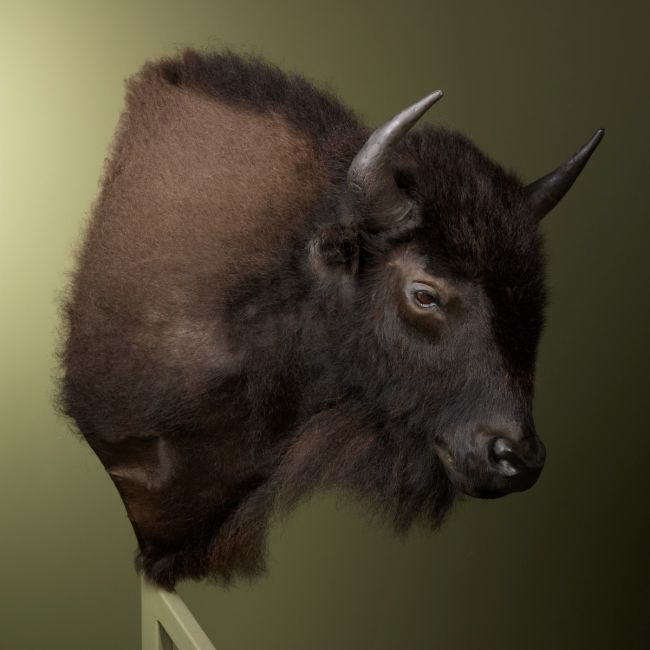 2049 Wisent