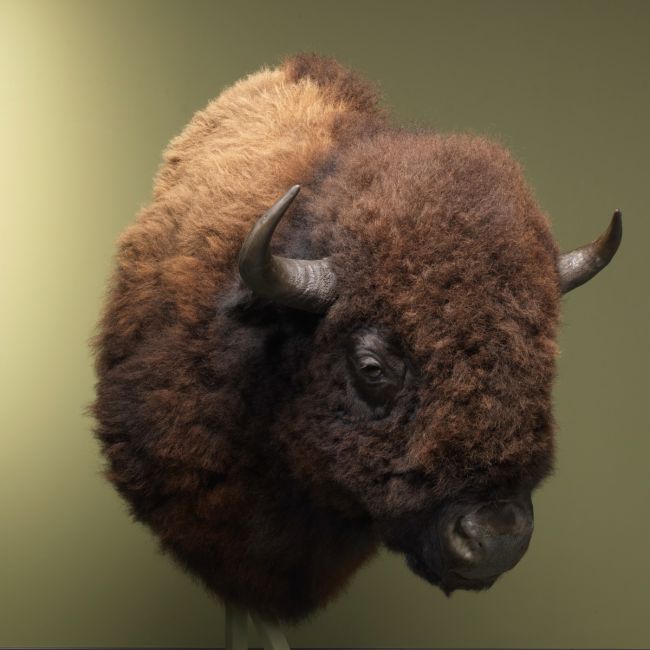 2469 Amerikanischer Bison XXL