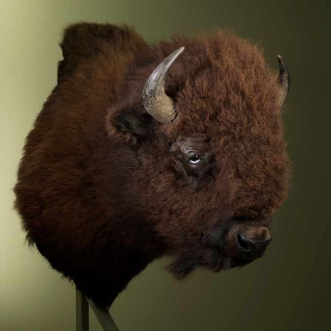 2667 Wisent