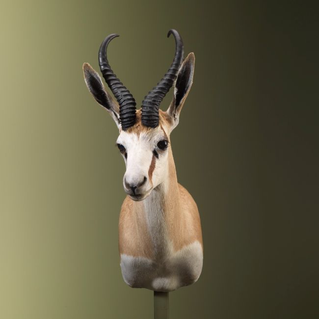 2785 Springbok